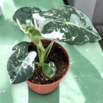 Dettaglio foglia Alocasia Frydek che mostra la texture vellutata e le nervature bianco-argento
