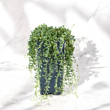 Senecio herreianus
