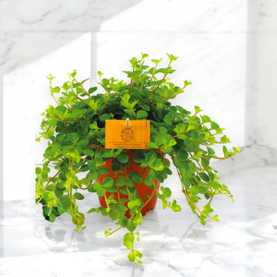 Peperomia rotundifolia