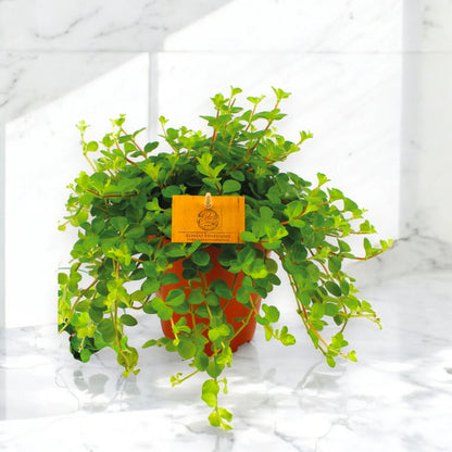 Peperomia rotundifolia