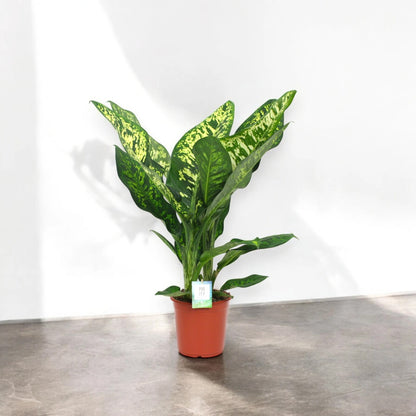 Dettaglio foglia Dieffenbachia Crown con variegatura bianco crema e verde intenso