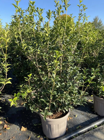 Osmanthus aquifolium