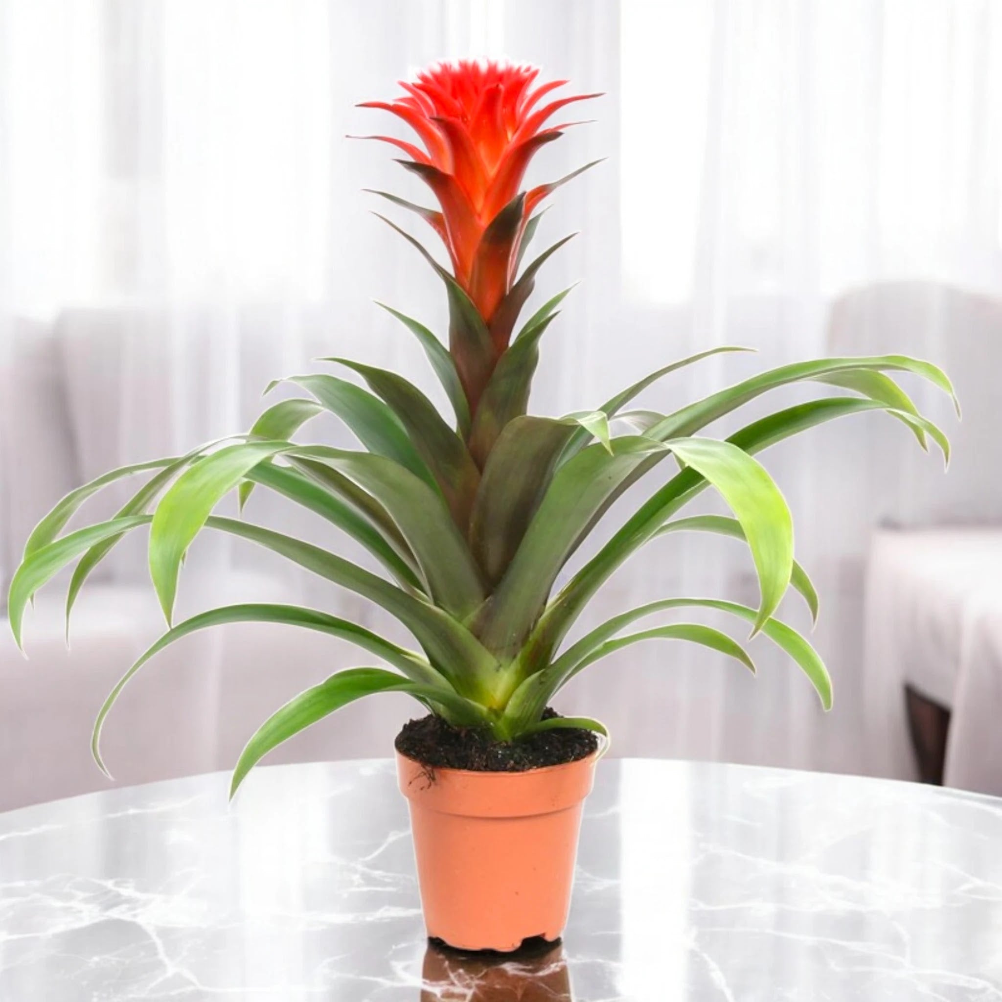 Guzmania 'Hope'