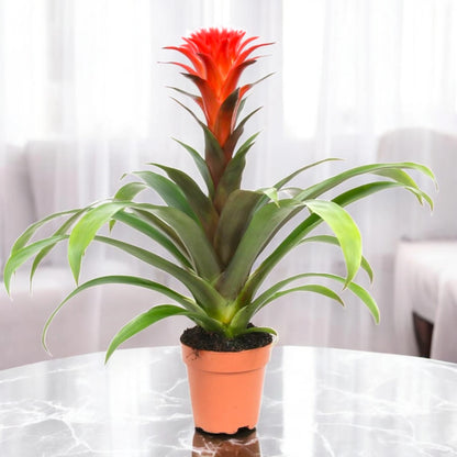 Guzmania 'Hope'