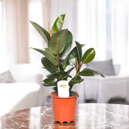 Ficus elastica 'Robusta'