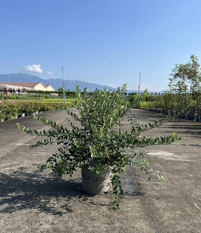 Spirea - Spiraea nipponica 'Snowmound'