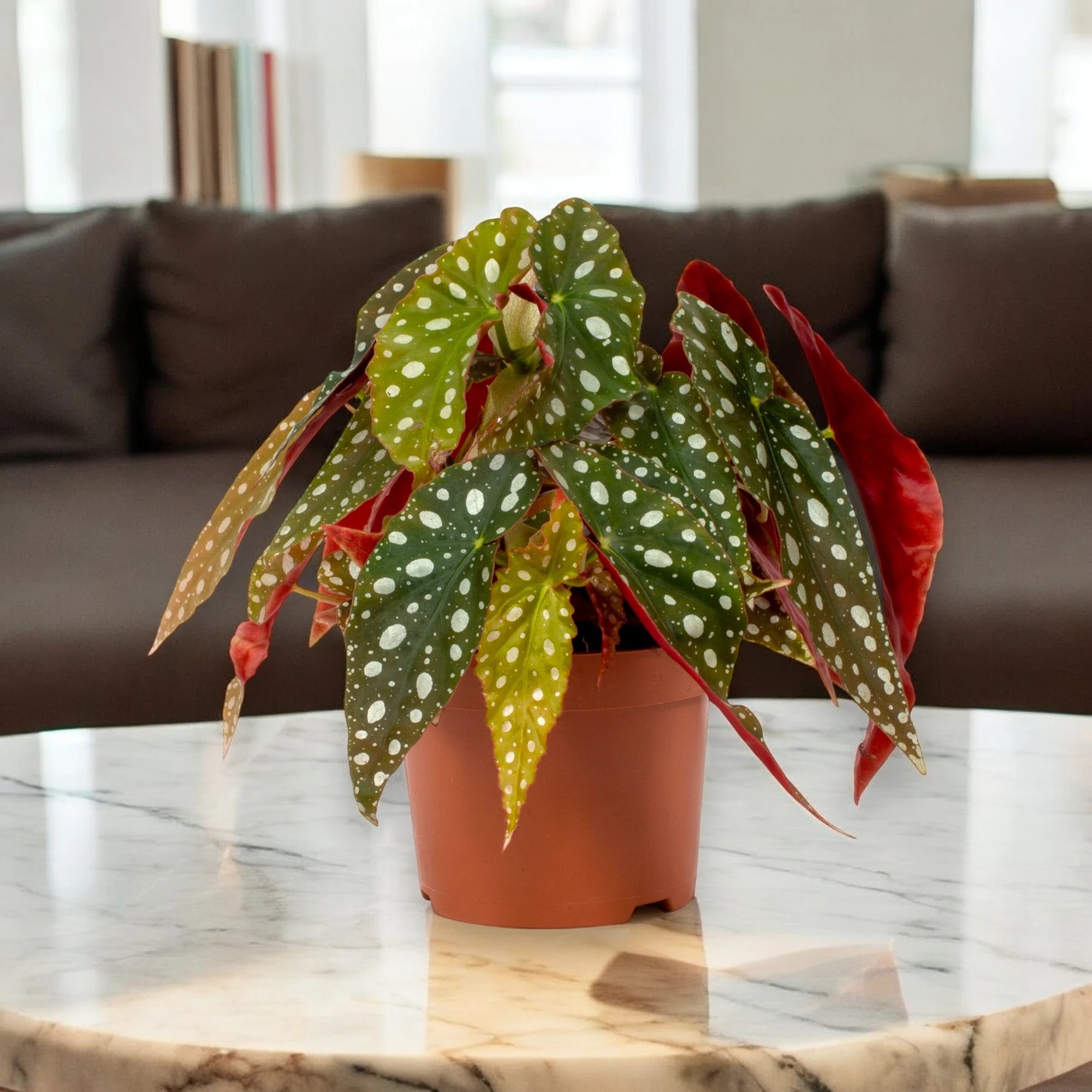 Begonia maculata