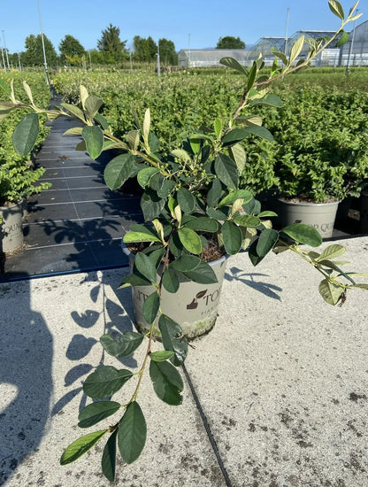 Cotoneaster lacteus