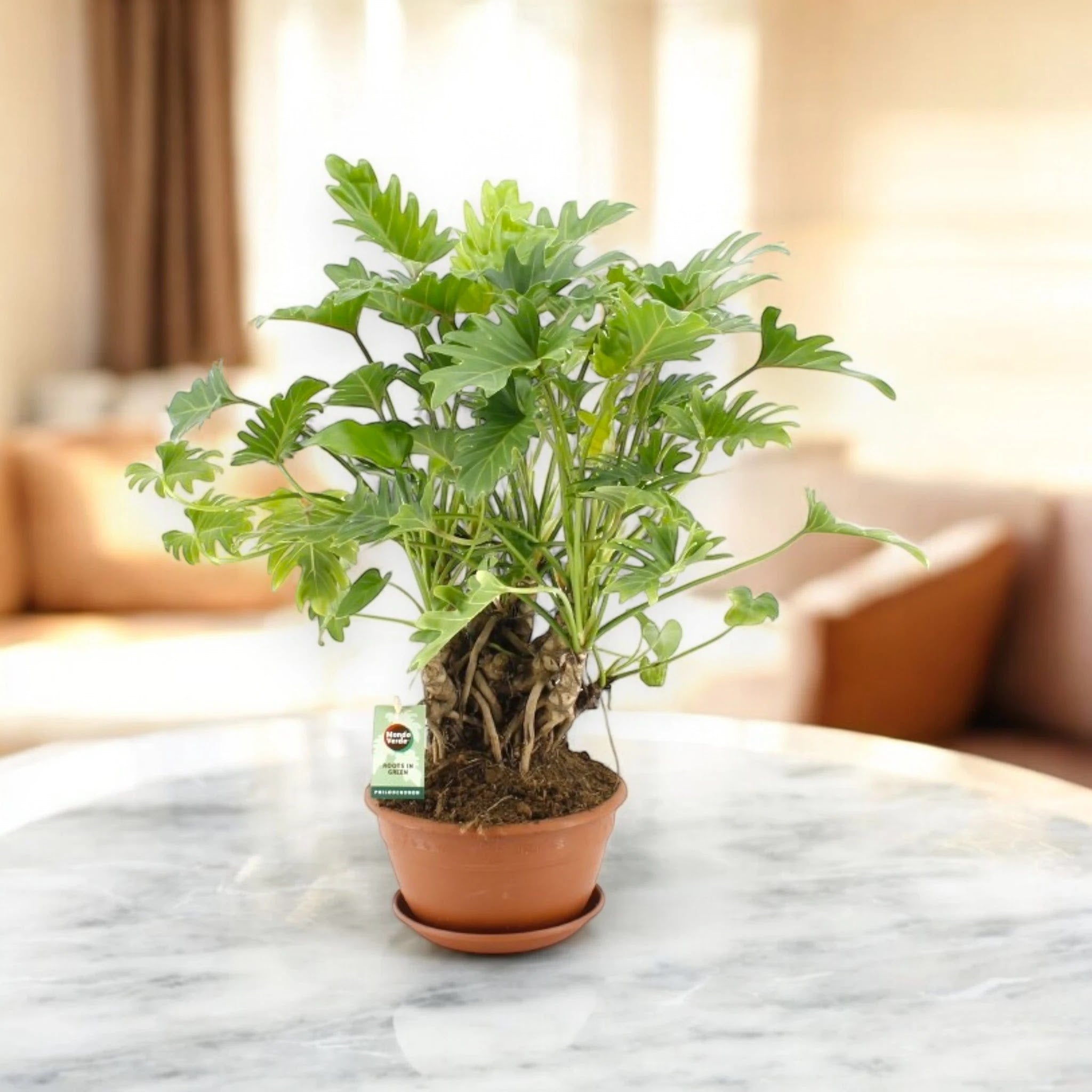 Dettaglio foglia Philodendron Xanadu con profonde lobature e nervature evidenti verde intenso