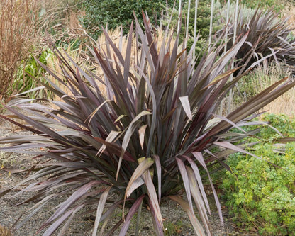 Phormium tenax