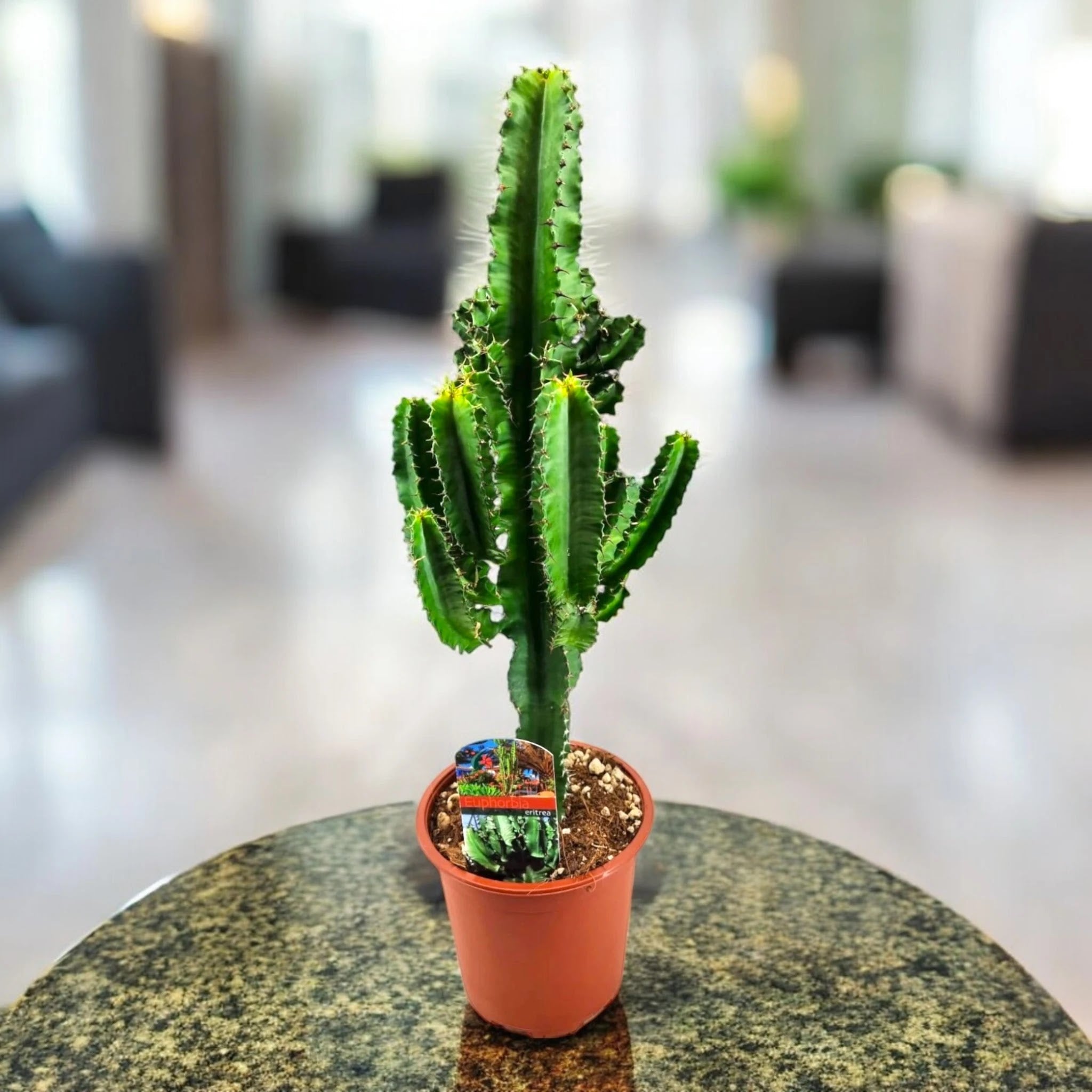 Euphorbia ingens