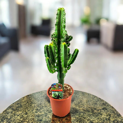 Euphorbia ingens