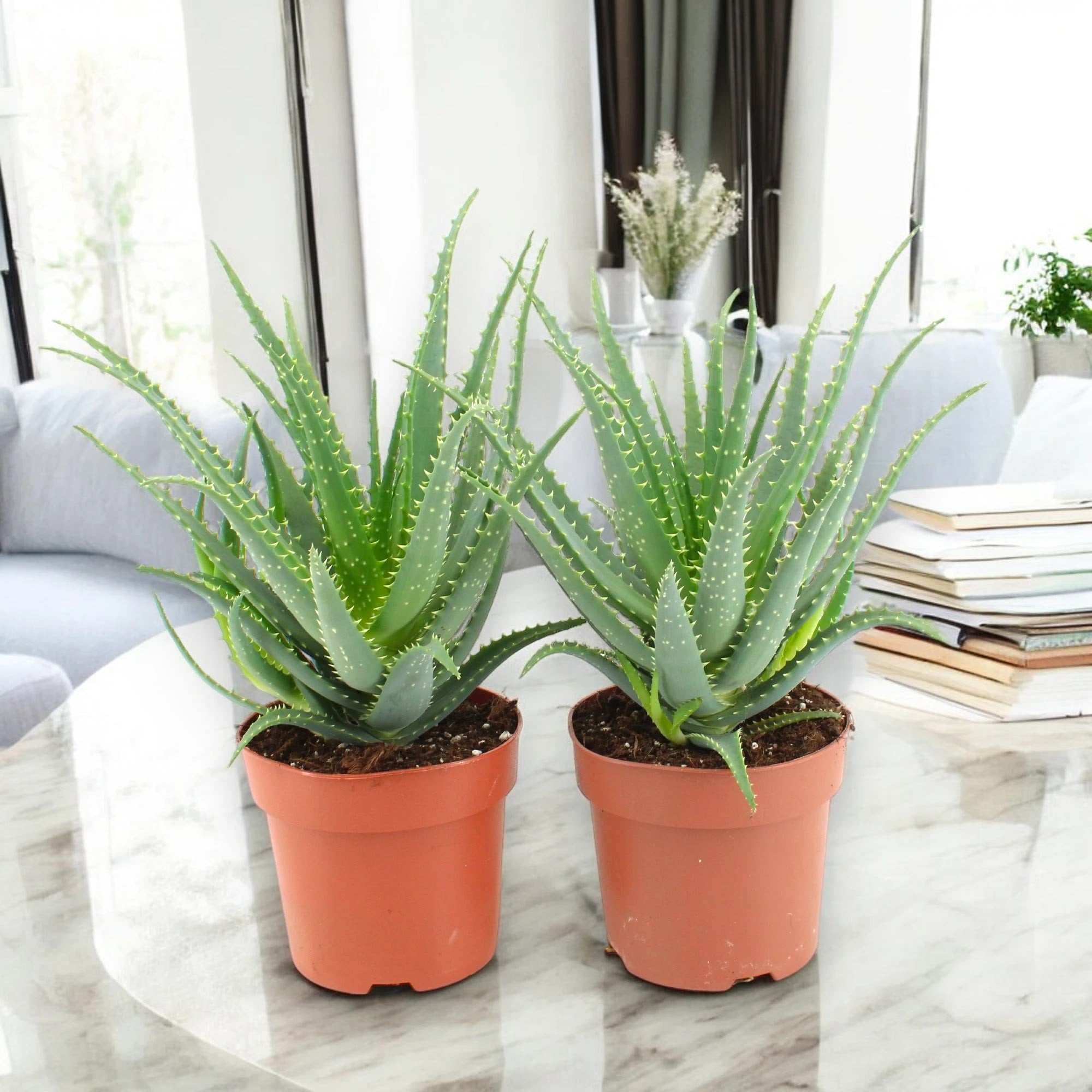 Aloe arborescens