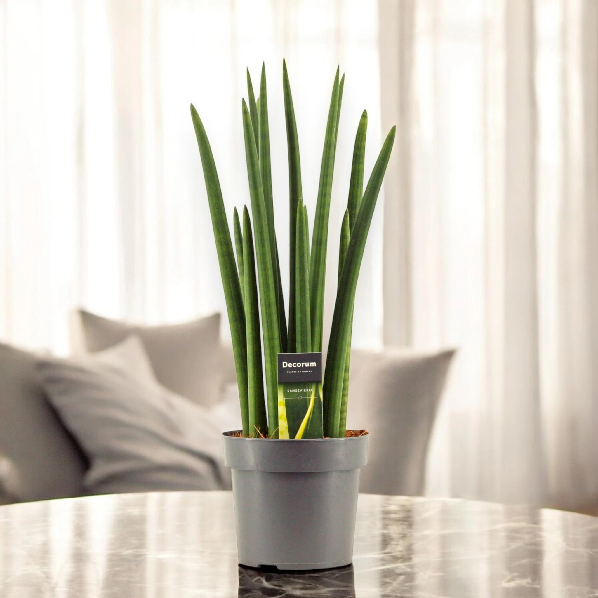 Sansevieria cylindrica 'Rocket'