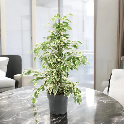 Ficus benjamina 'Twilight'