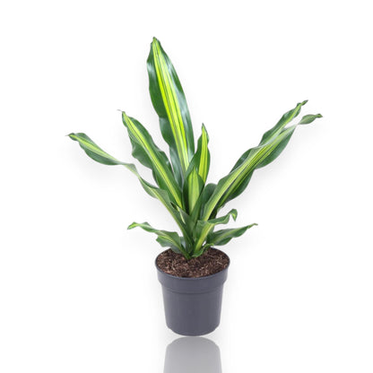 Dracaena fragrans 'Burley'