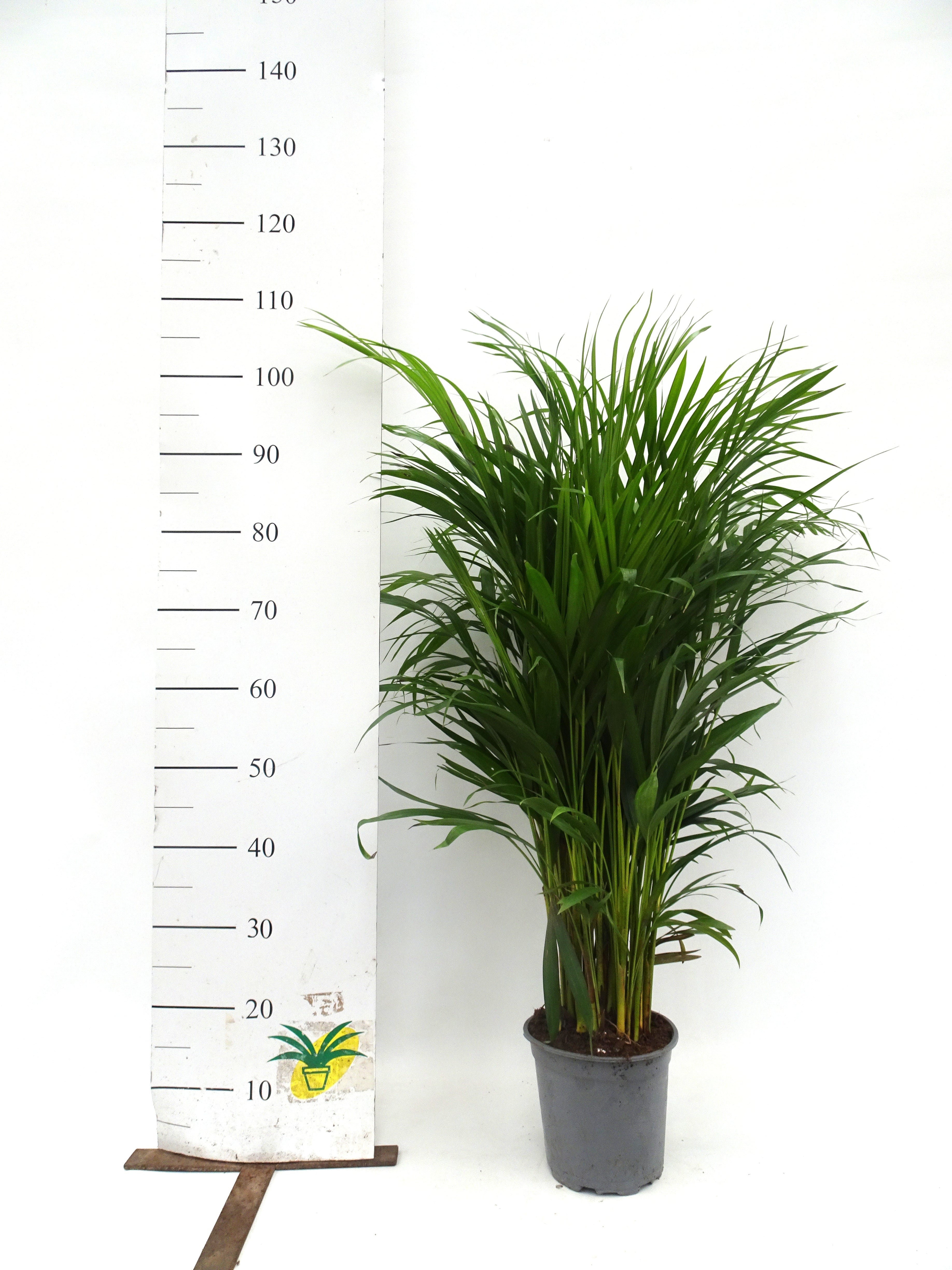 Areca - Dypsis lutescens