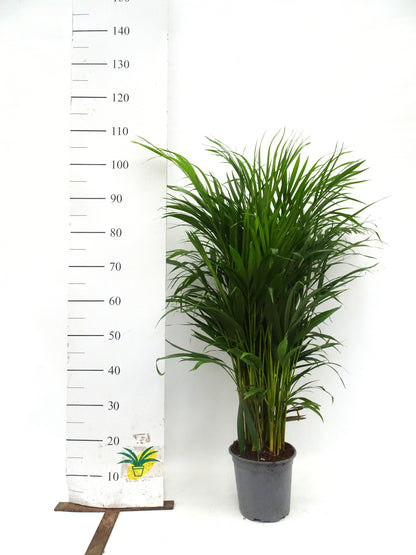 Areca - Dypsis lutescens