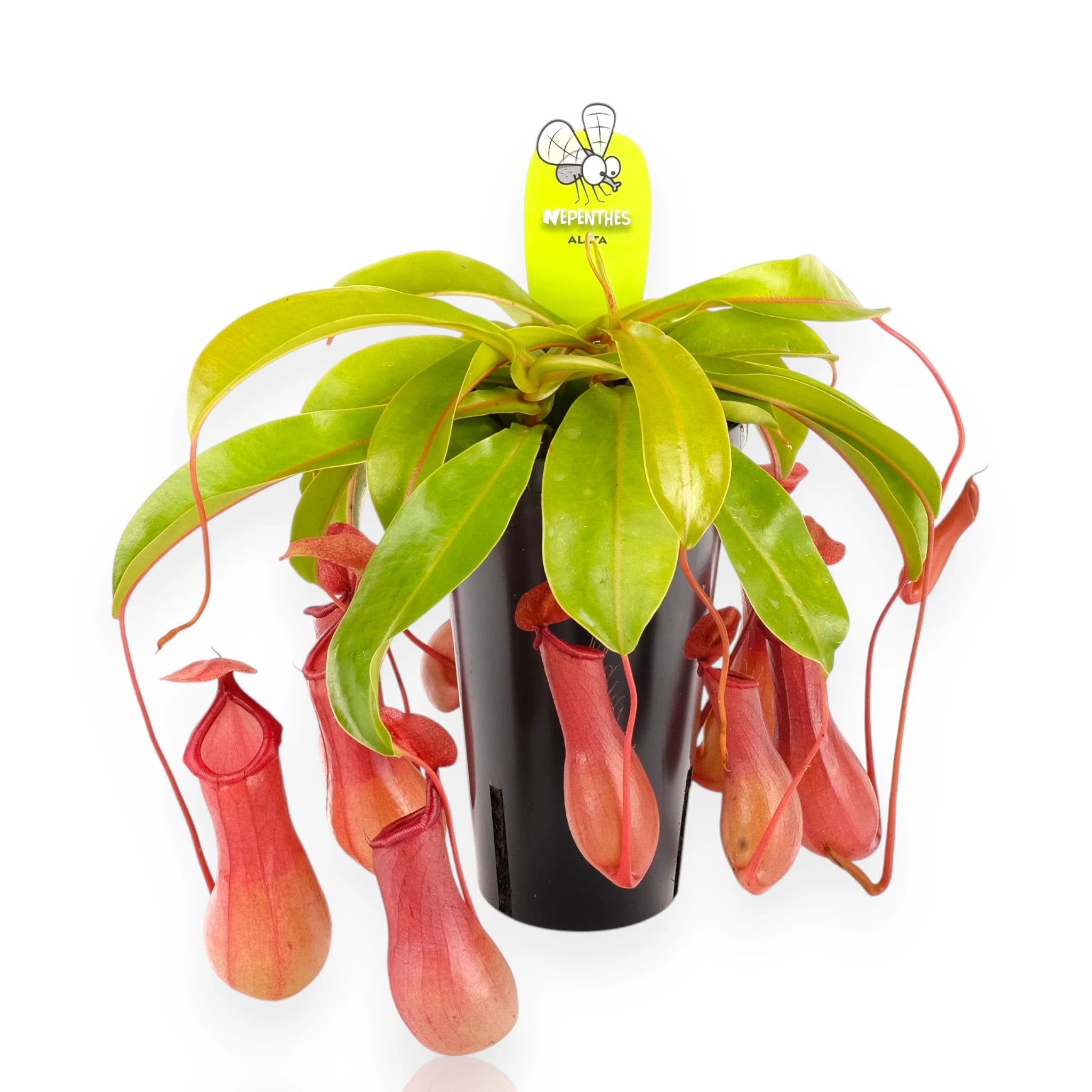Nepenthes alata