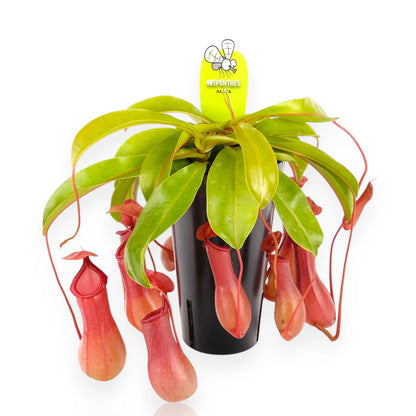 Nepenthes alata
