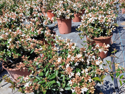 Abelia grandiflora
