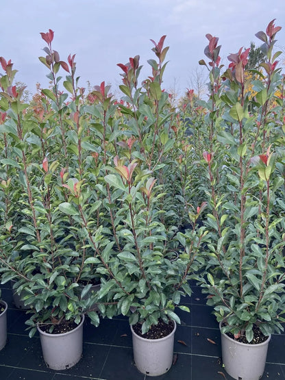 Photinia fraseri 'Red Robin'