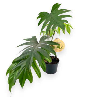 Philodendron 'Mayoi'