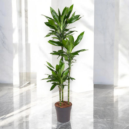 Dracaena fragrans 'Janet Lind'