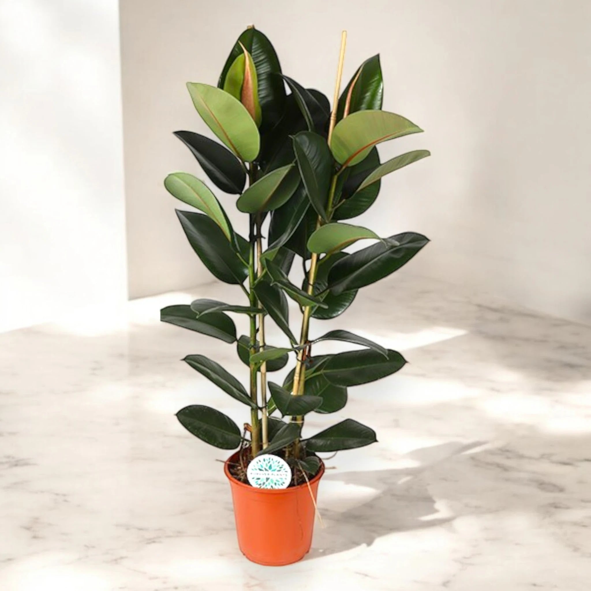 Ficus elastica 'Robusta'
