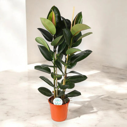 Ficus elastica 'Robusta'