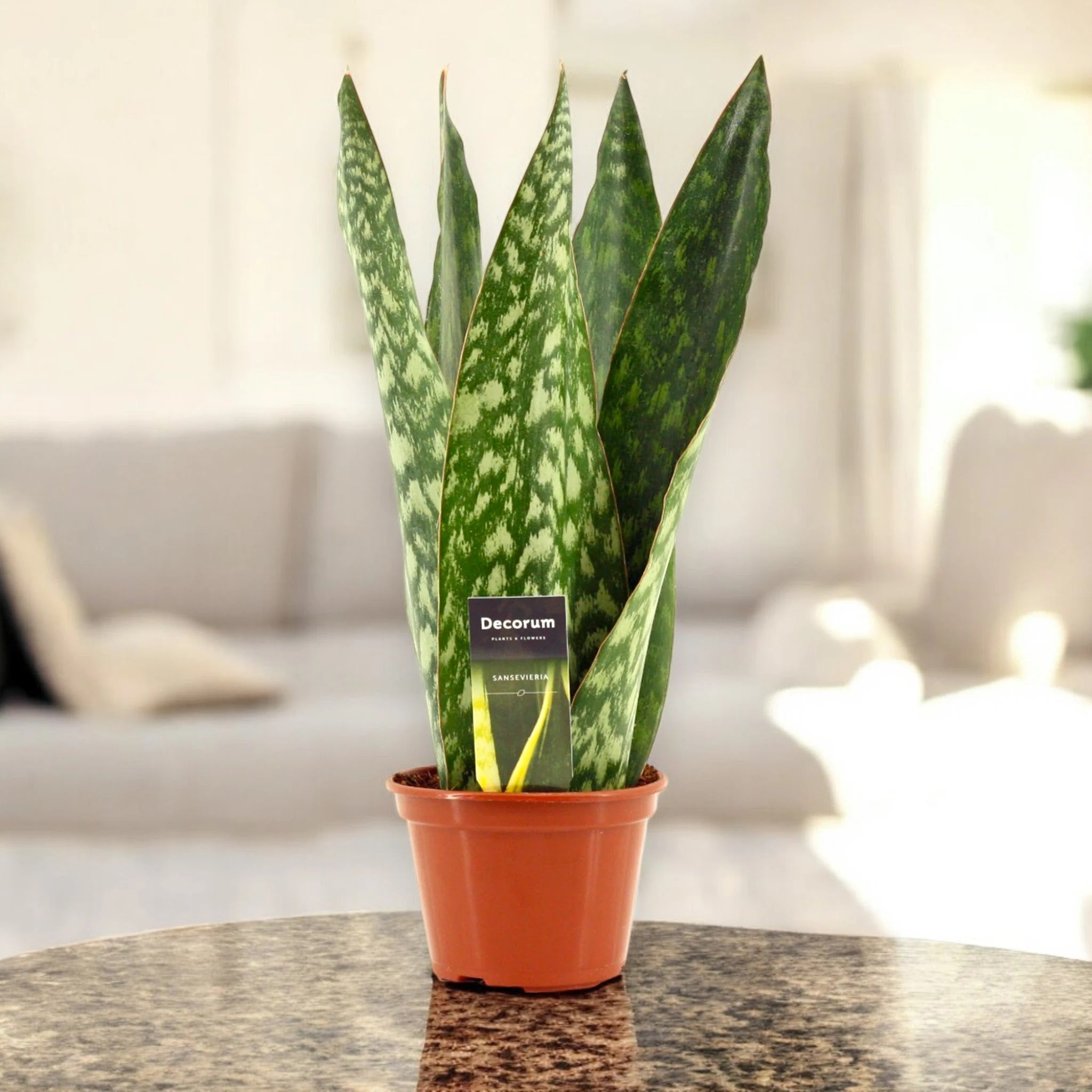 Sansevieria jamaiquina 'Queen'
