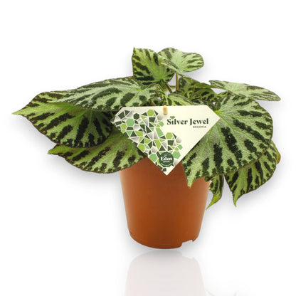 Begonia Silver Jewel con foglie argentate in vaso decorativo da interno