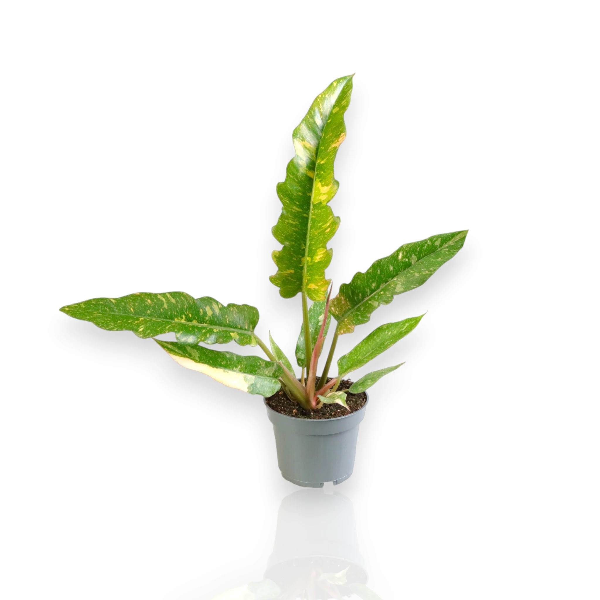 Philodendron ring of Fire