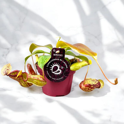 Nepenthes 'Gaya'