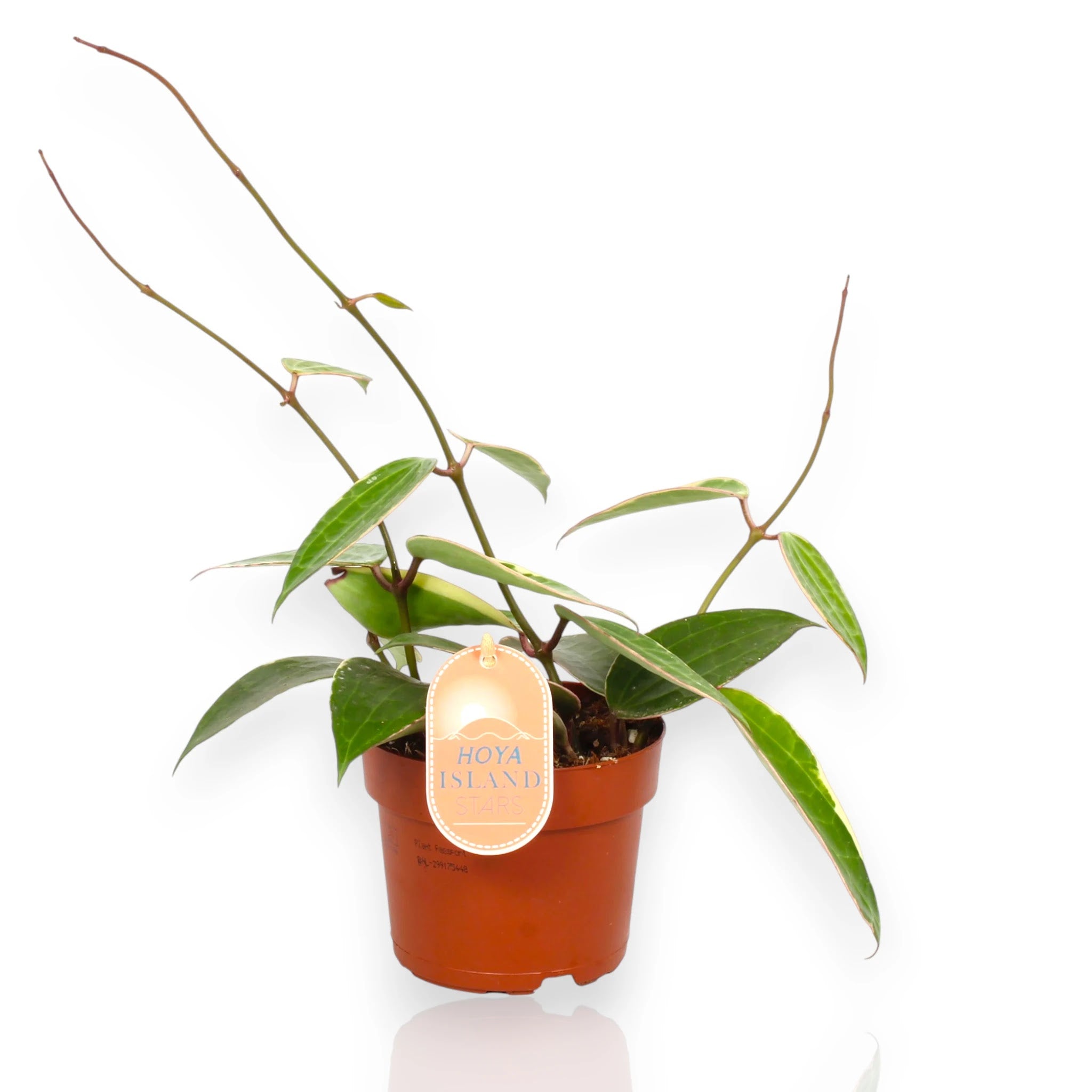 Hoya latifolia Albomarginata in vaso con foglie carnose verde scuro bordate di bianco crema