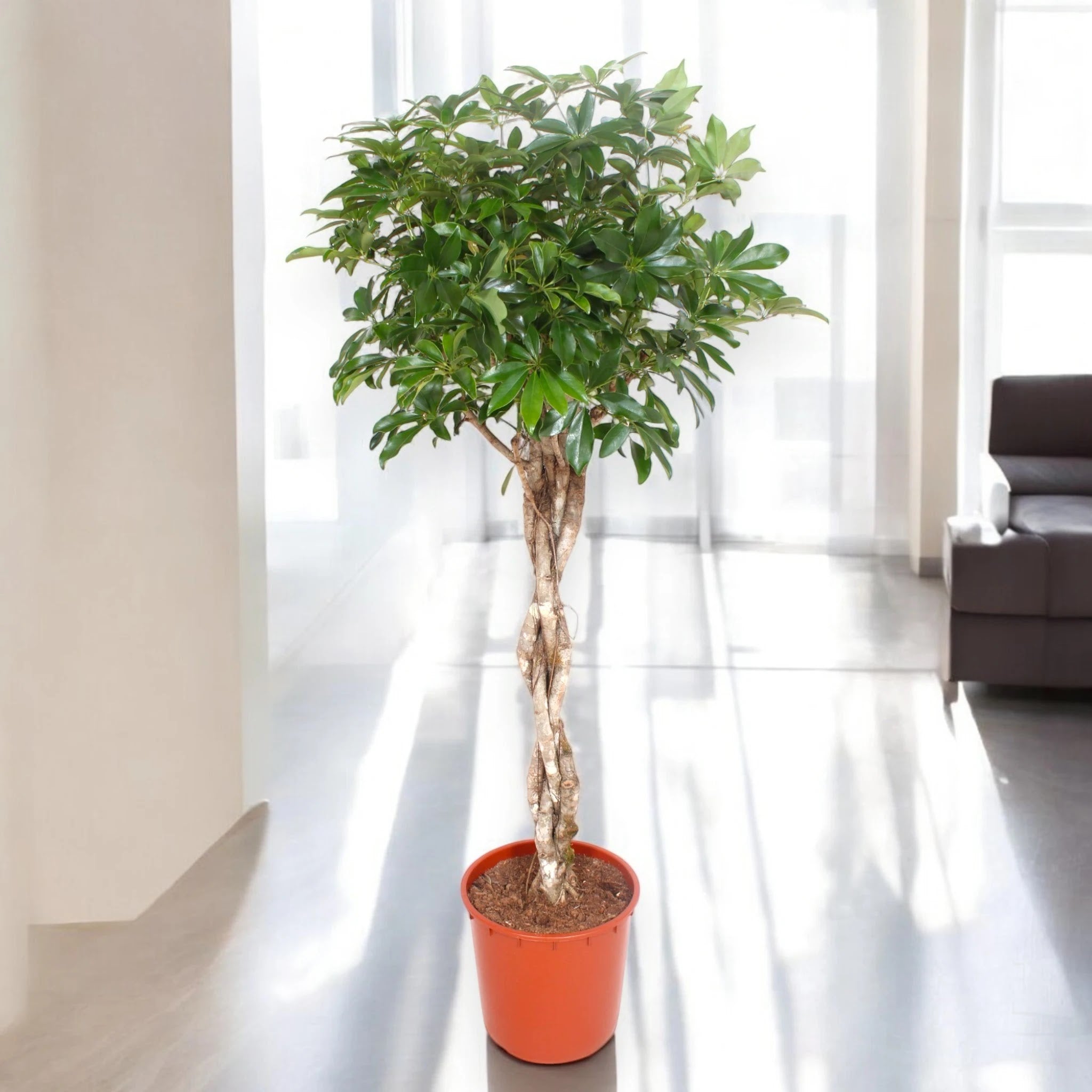 Schefflera arboricola 'Compacta'