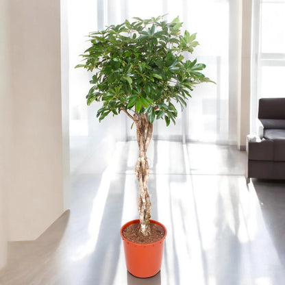 Schefflera arboricola 'Compacta'