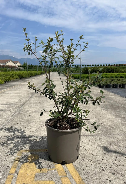 Cotoneaster lacteus