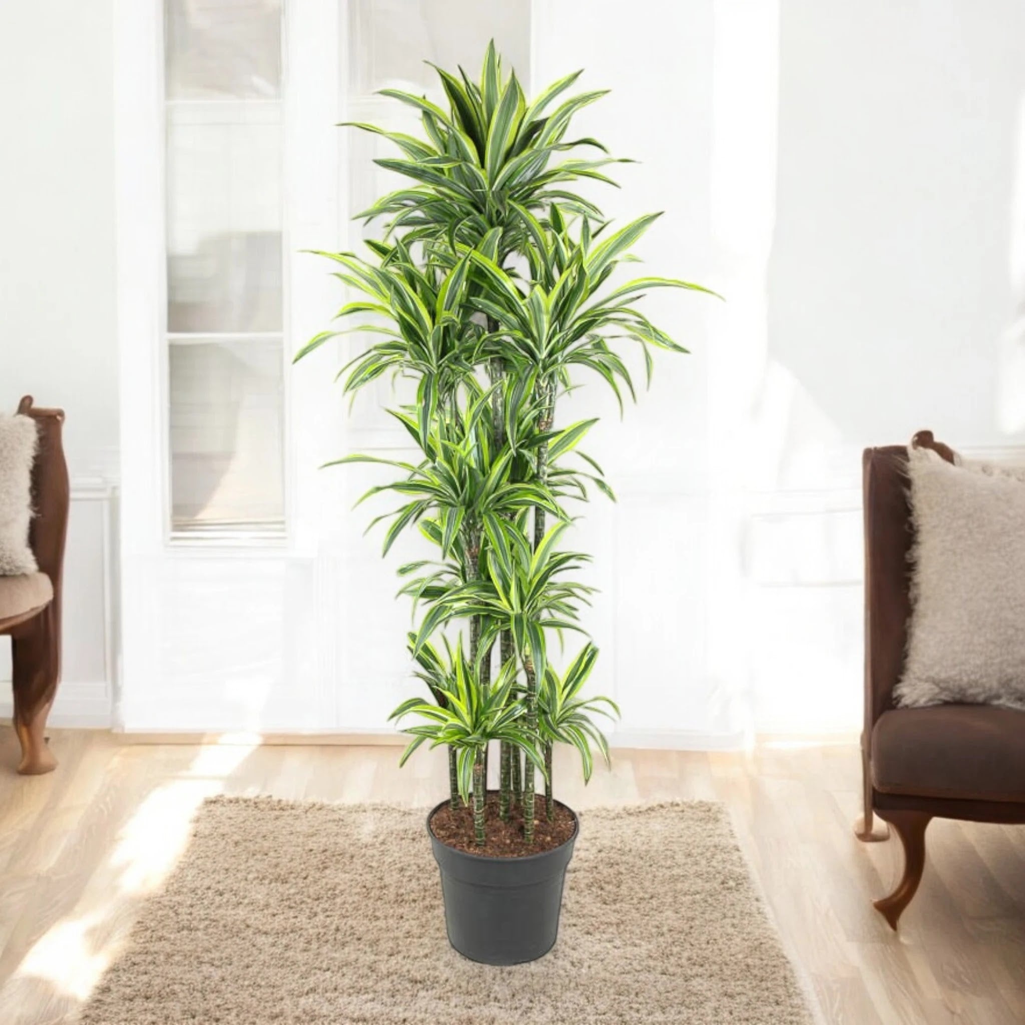 Dracaena fragrans 'Lemon Lime'