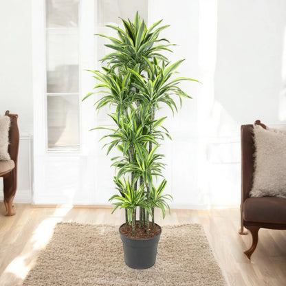 Nandina domestica 'Lemon-Lime'