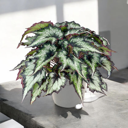 Dettaglio foglia Begonia rex Green Valley con texture verde e riflessi argentati
