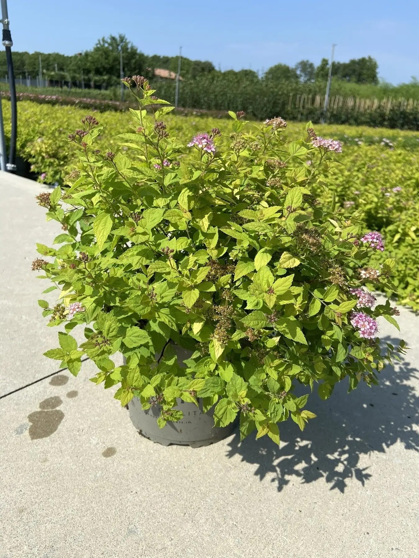 Dettaglio foglie giallo-oro e fiori rosa-porpora di Spiraea Golden Princess