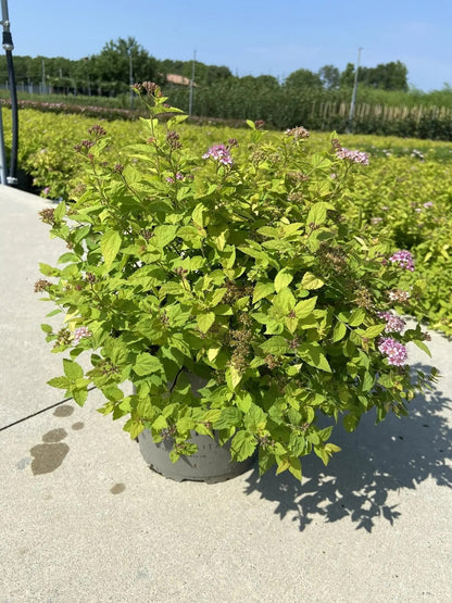 Dettaglio foglie giallo-oro e fiori rosa-porpora di Spiraea Golden Princess