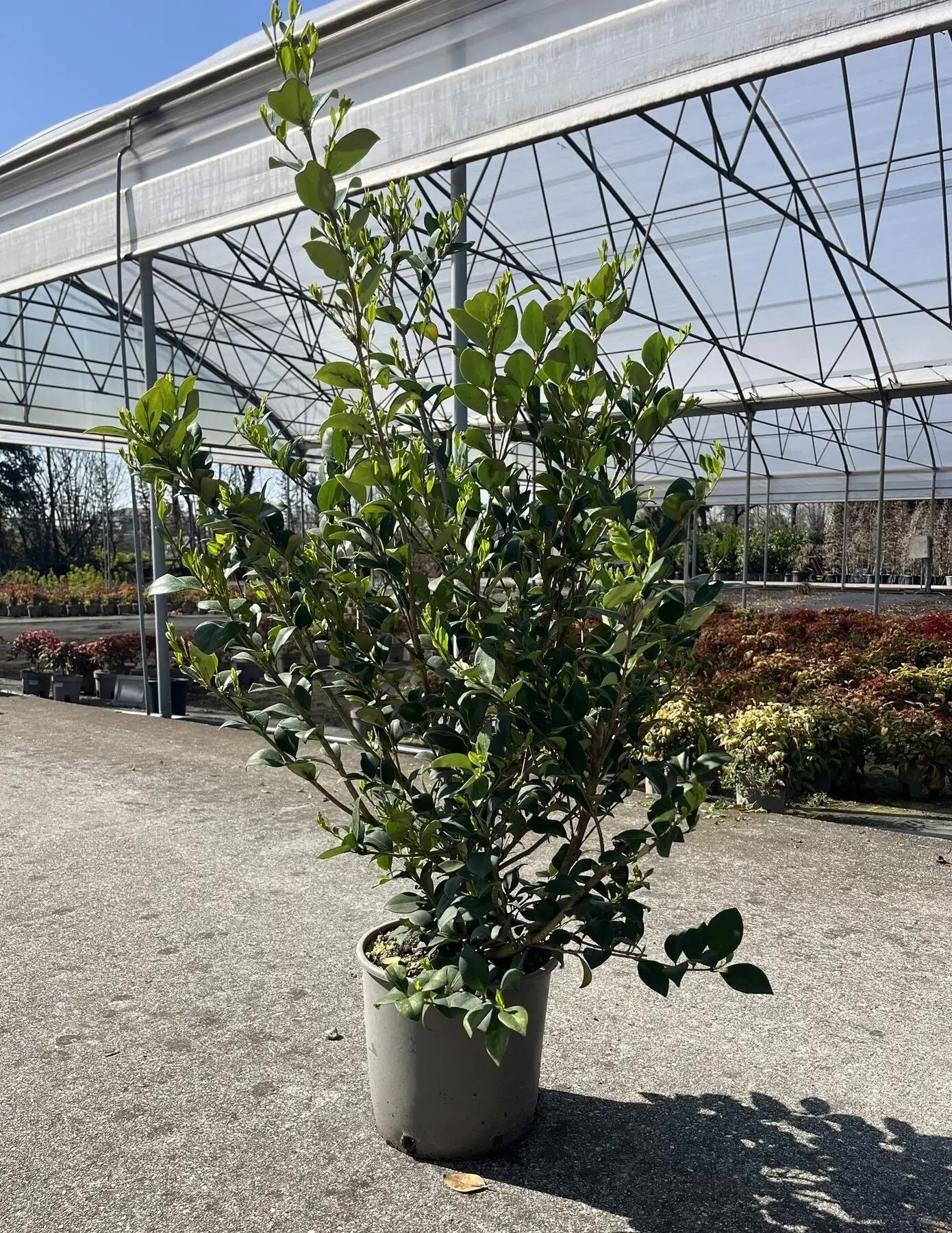 Ligustro - Ligustrum texanum