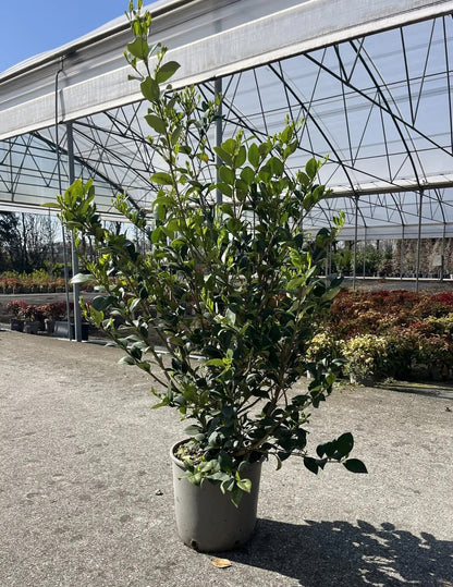 Ligustro - Ligustrum texanum