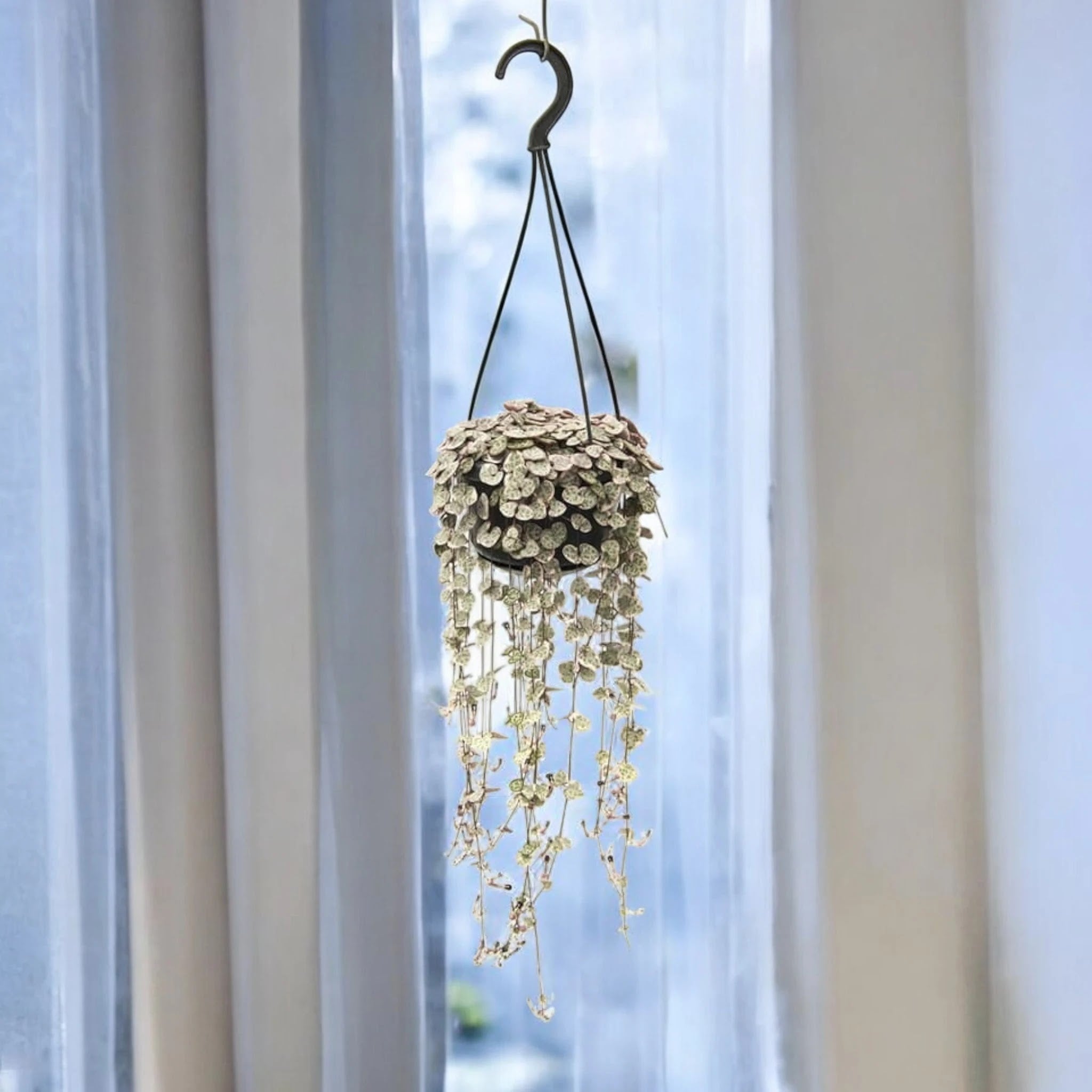 Ceropegia woodii