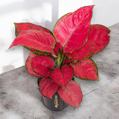 Aglaonema 'Red Joy'