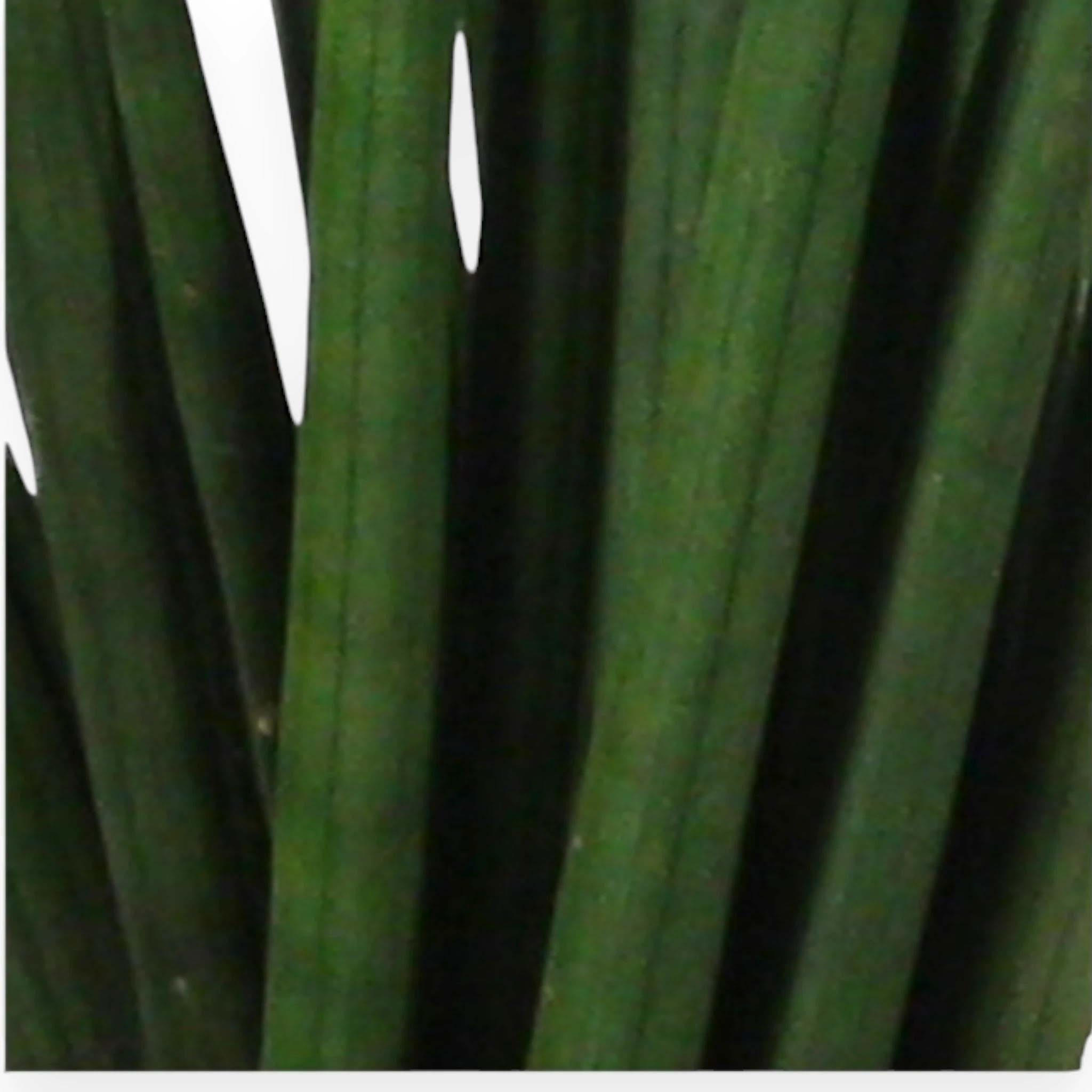 Sansevieria cylindrica 'Spaghetti'