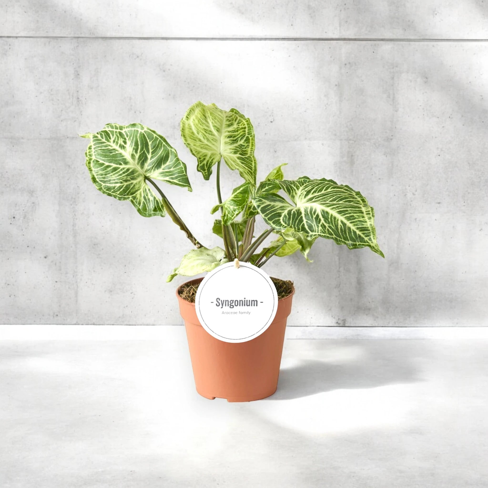 Syngonium 'Batik'