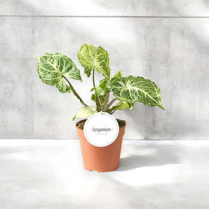 Syngonium 'Batik'
